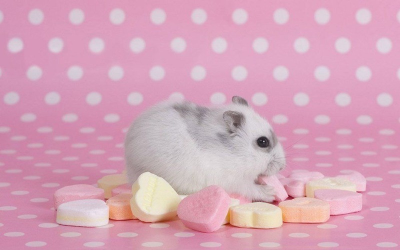 Chiêm bao mơ thấy mình đang bắt chuột lành hay dữ